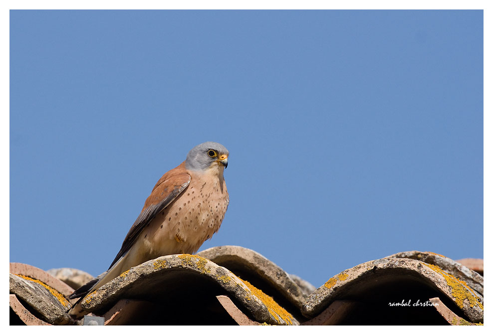 Faucon crécerellette © Rambal
